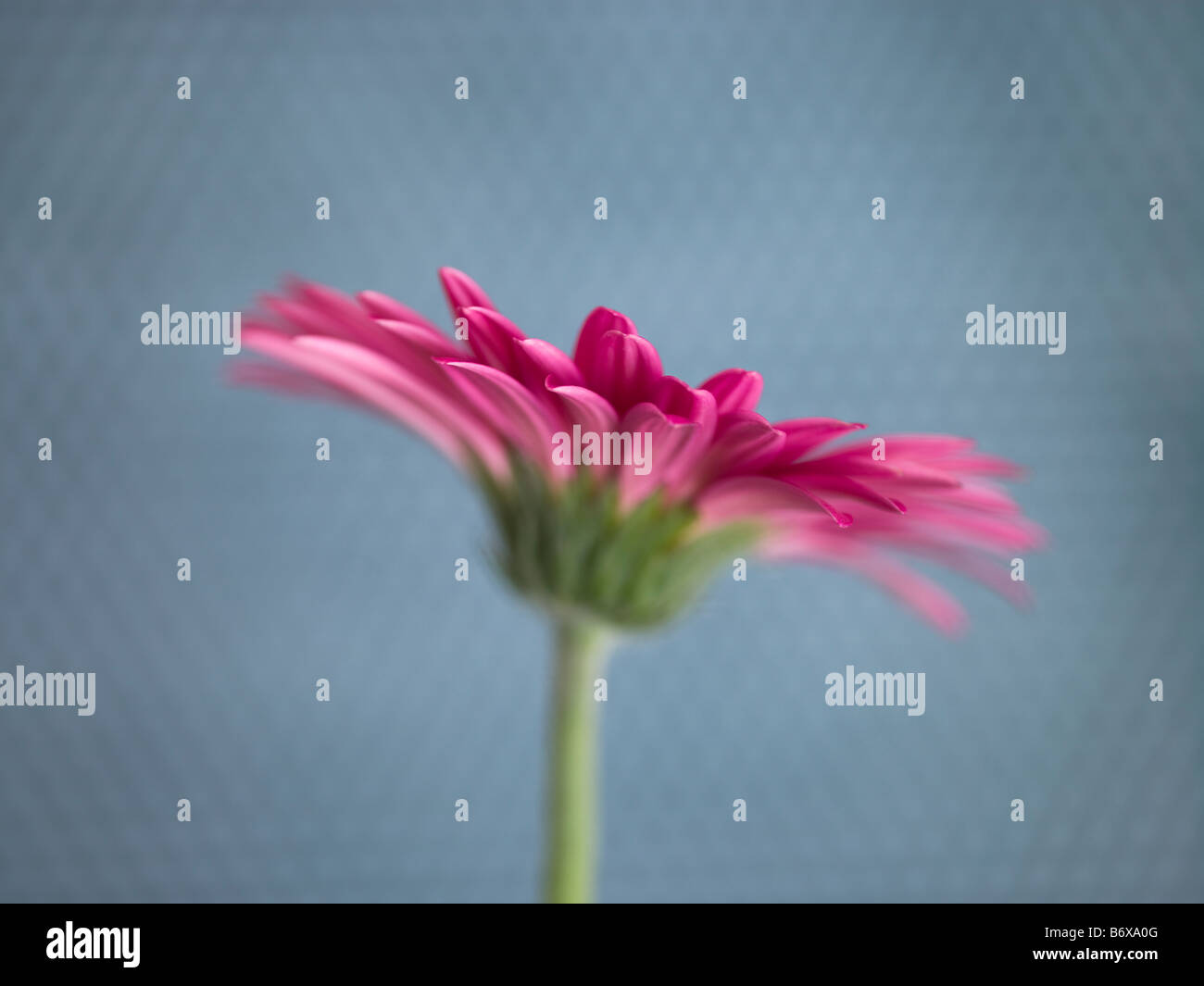 Nahaufnahme von rosa Gerbera daisy Stockfoto