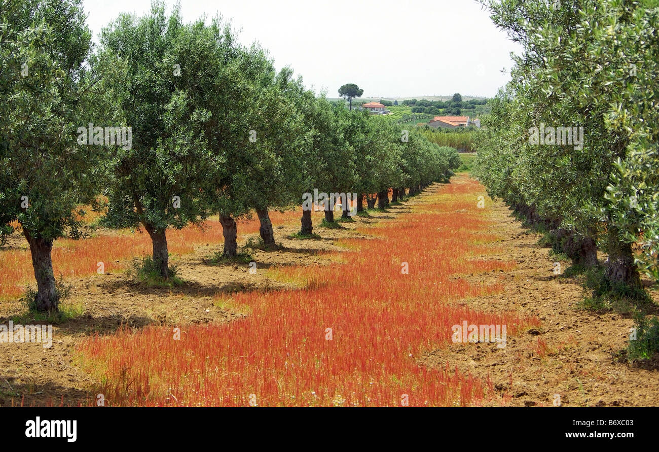 Oliven Baum in farbigen Feld. Stockfoto