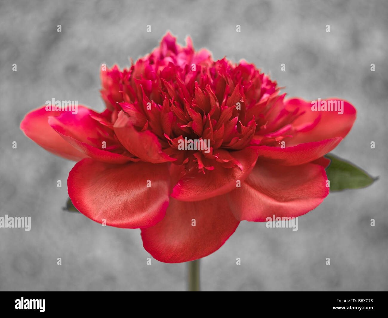 Rote Pfingstrose Blume Nahaufnahme Stockfoto