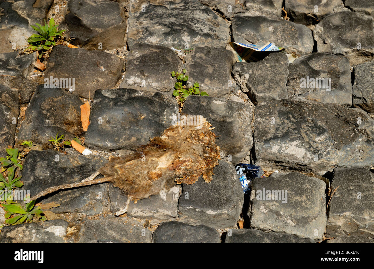 Eine tote Ratte in braun auf der Straße der alten Stadt von Terracina, Lazio, Italien, Europa. Stockfoto