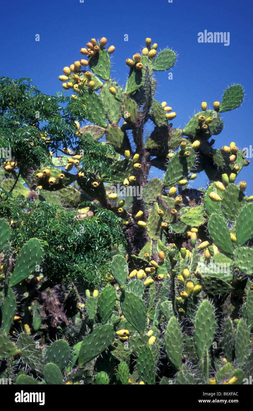 Kaktus in der stacheligen Wald in der Nhe von Berenty reserve Madagaskar  Stockfotografie - Alamy