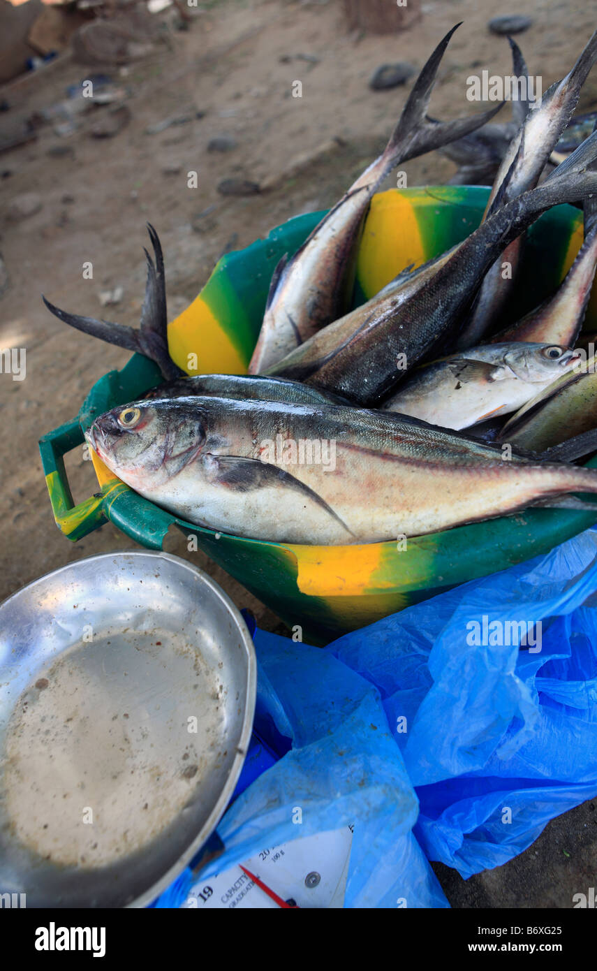 Kap Verde Inseln Boa Vista Sal Rei Frauen verkaufen Fisch Stockfoto