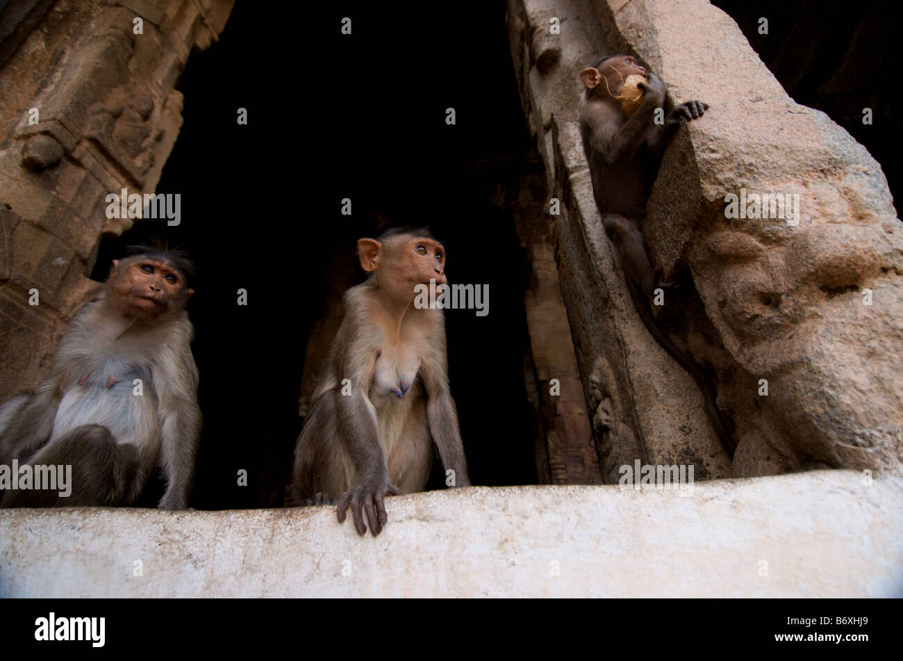 Eine Gruppe von weiblichen Affen die männlichen Affen im Vorgriff auf zu beobachten, wie sie entfernt kämpfen eine weitere Karte von Affen in Hampi, Indien Stockfoto