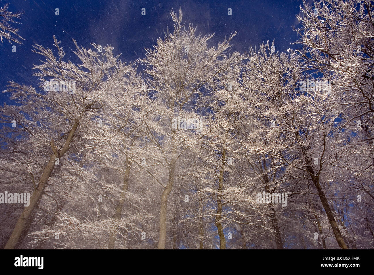 Schnee in Bäume, Wald von Liepnitzsee, Wandlitz, Barnim, Brandenburg, Deutschland Stockfoto