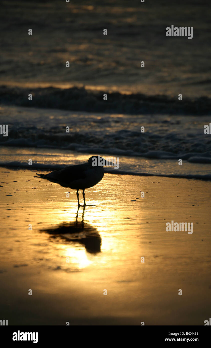 einsame Möwe am Strand vor Sonnenuntergang Stockfoto