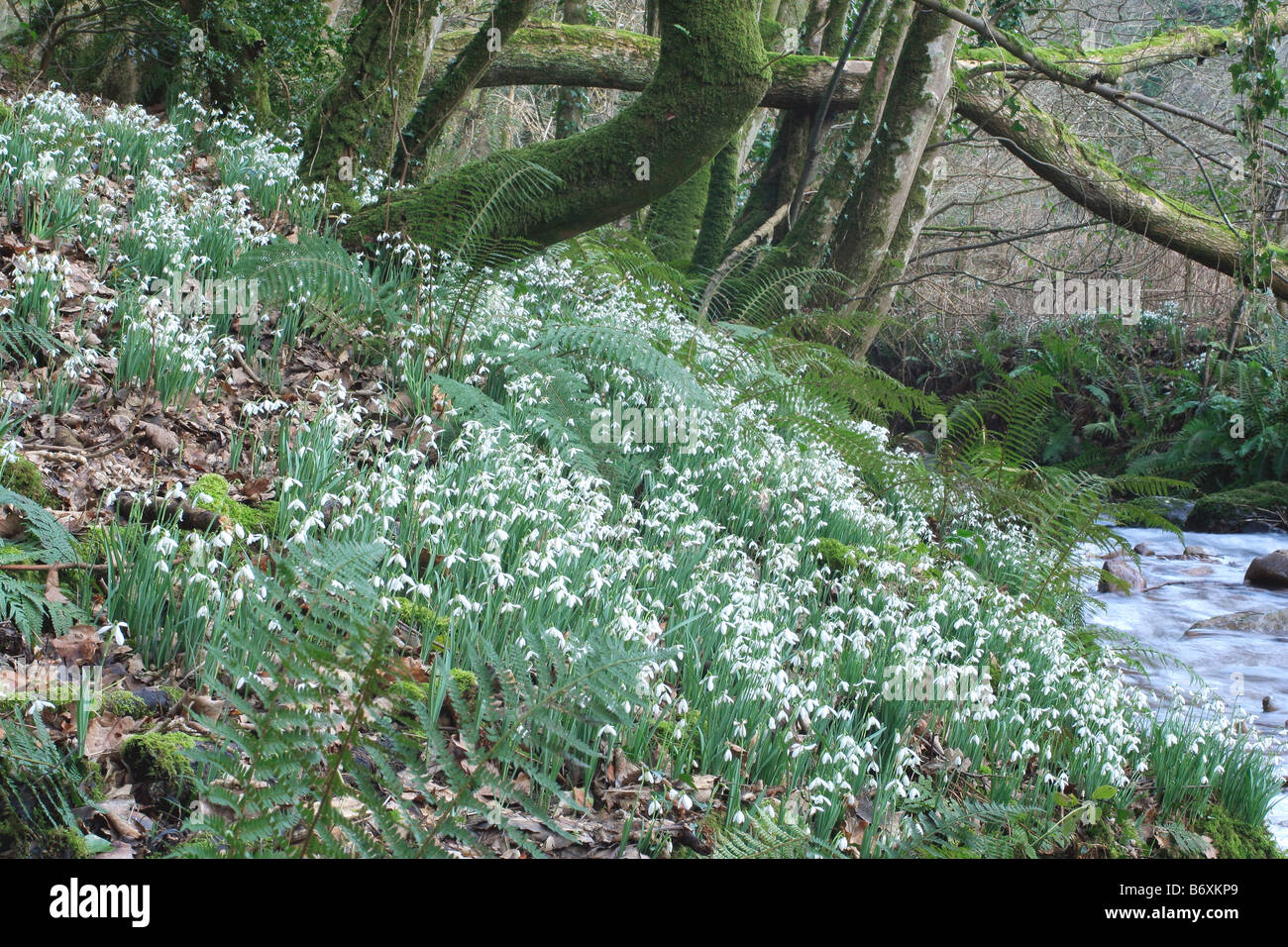 SCHNEEGLÖCKCHEN IM AVILL TAL WEDDON ZU ÜBERQUEREN, EXMOOR UND DEN SPITZNAMEN SCHNEEGLÖCKCHEN TAL MITTE FEBRUAR Stockfoto