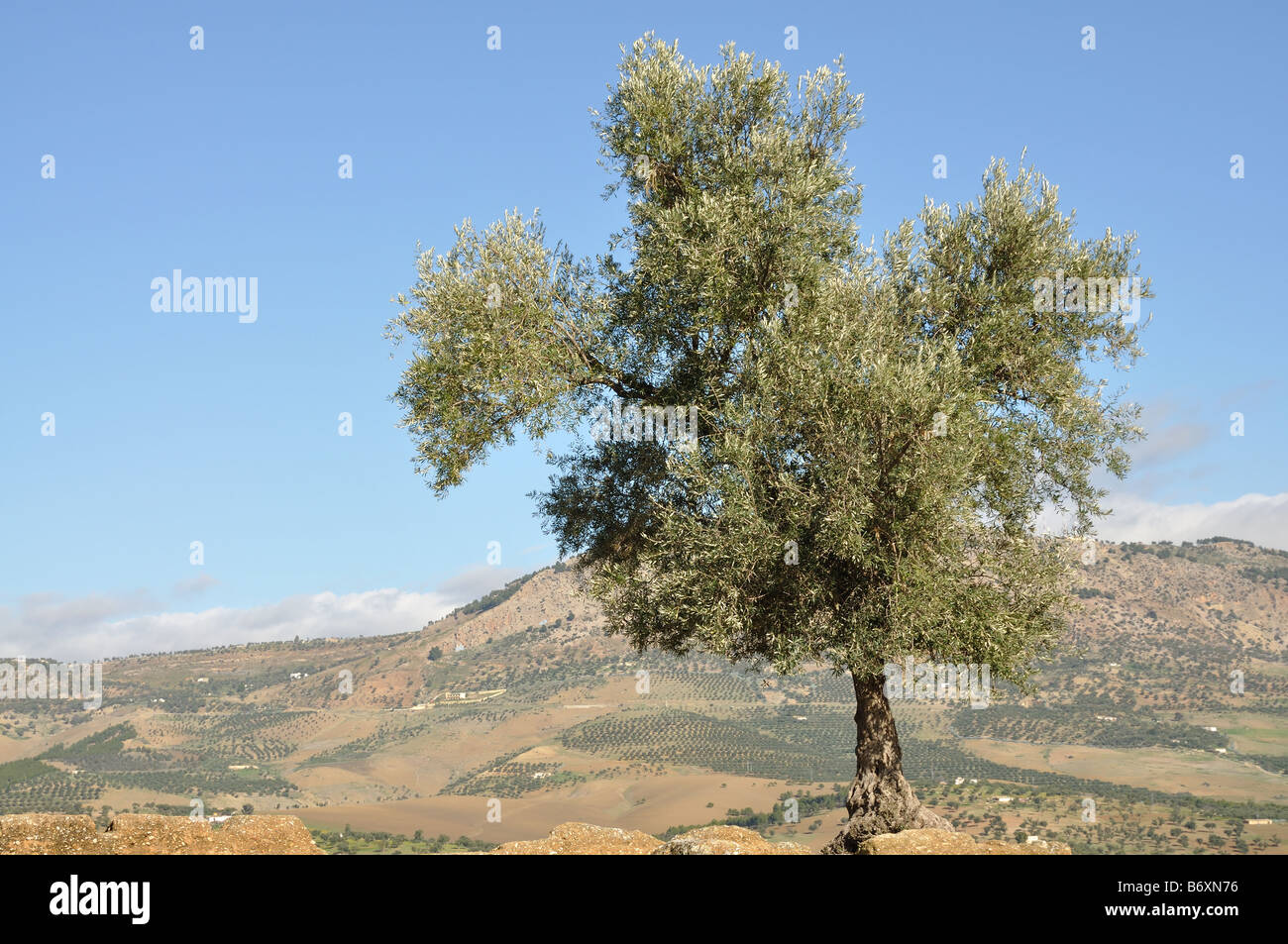 Einsamen Olivenbaum in Marokko Stockfoto