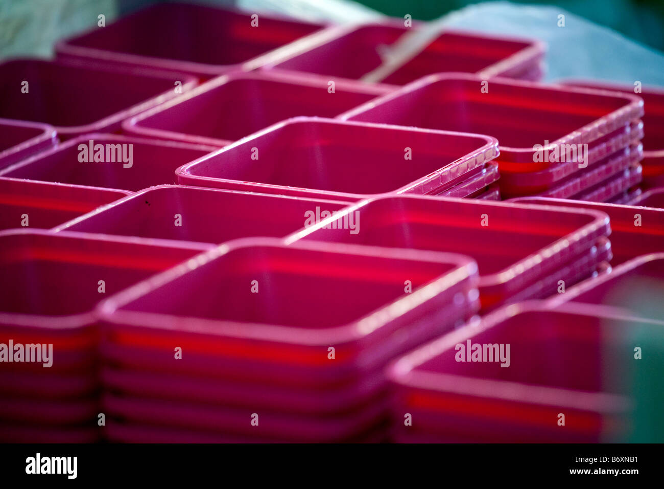 leere Blumentöpfe mit Jungpflanzen gefüllt werden, bevor zu Gartenzentren versandt werden Stockfoto