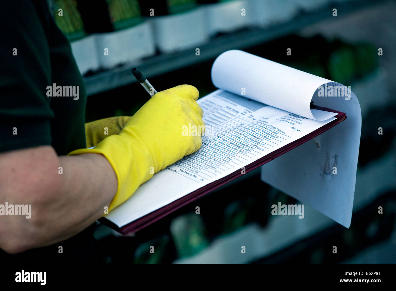 Qualitätskontrolle-Inspektor in einer Gärtnerei Stockfoto