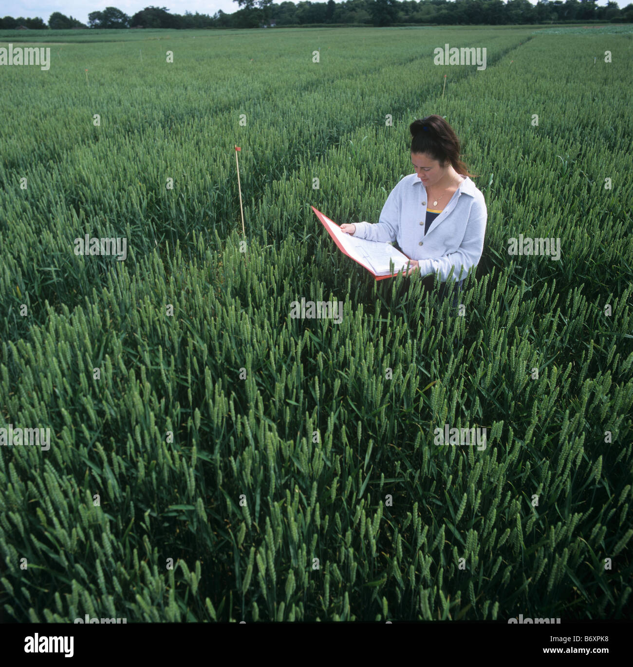 Forschung-Techniker in einem Weizen Grundstücke im Ohr mit einem Ordner und Kulturpflanzen zu prüfen Stockfoto