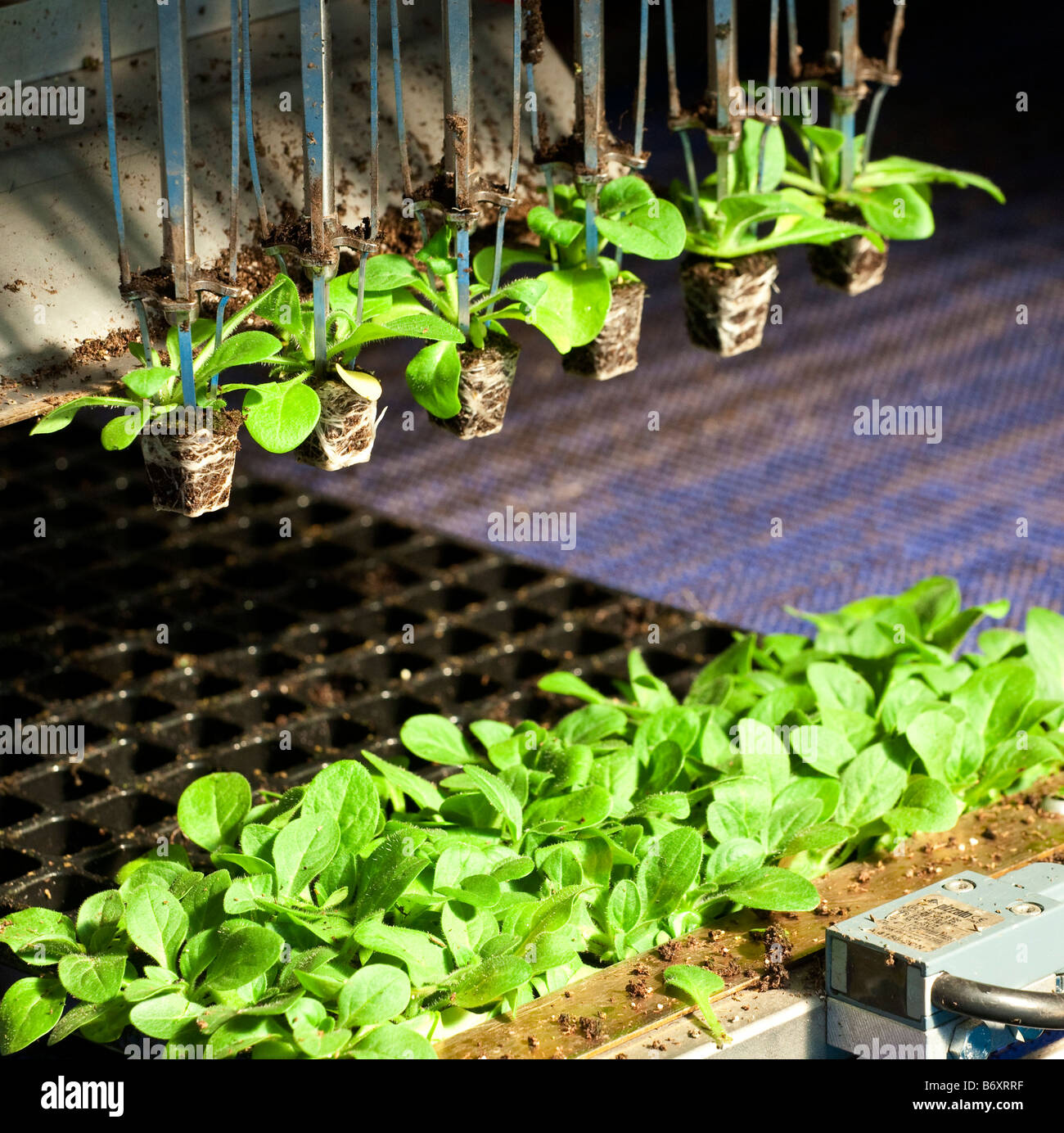 junge Pflanze versandt, eine Gärtnerei Stecker wird automatisch Topfpflanzen bis vor Stockfoto