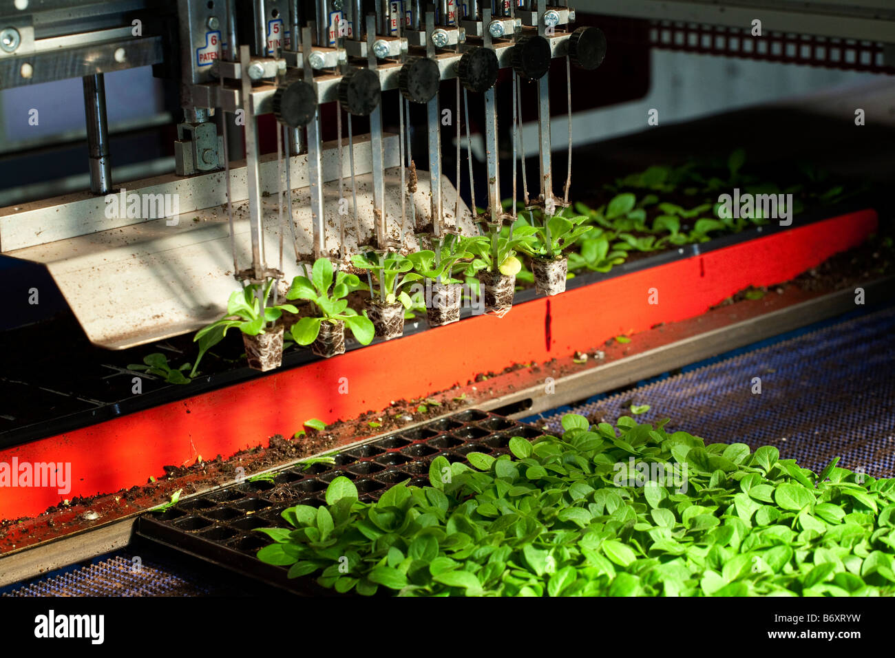 junge Pflanze versandt, eine Gärtnerei Stecker wird automatisch Topfpflanzen bis vor Stockfoto