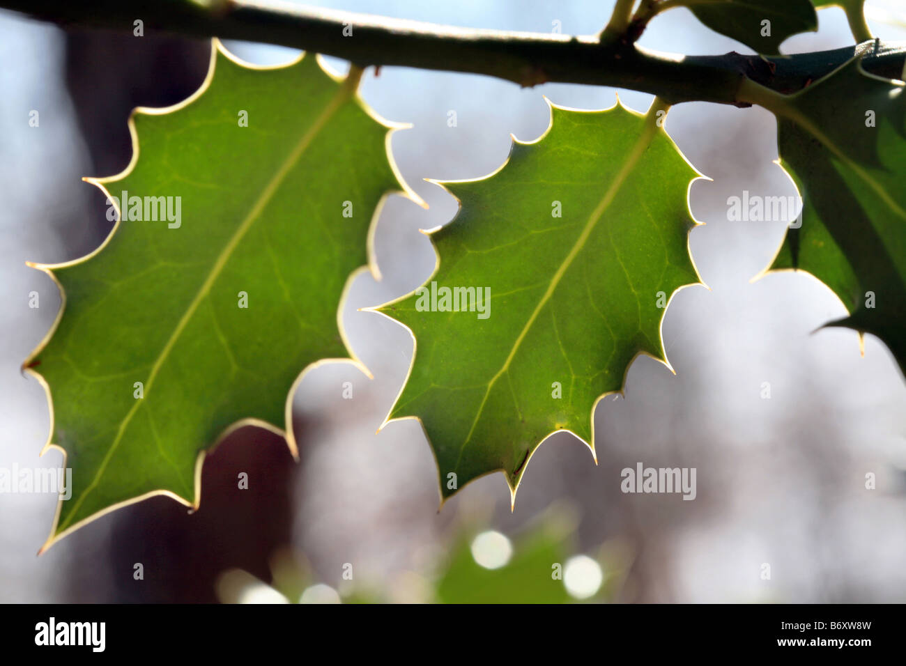 Holly-Baum-Blätter Stockfoto