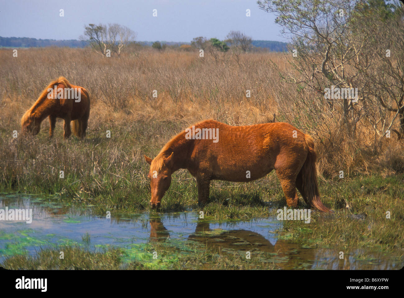 Weidenden Wildpferde, Assateague Island National Seashore, Maryland, USA Stockfoto