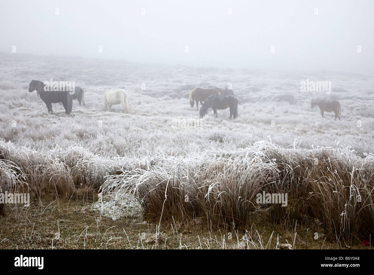 Moorland Ponys Essen Grass in kalten winterlichen Bedingungen in der Nähe von Blaenavon Wales UK Stockfoto