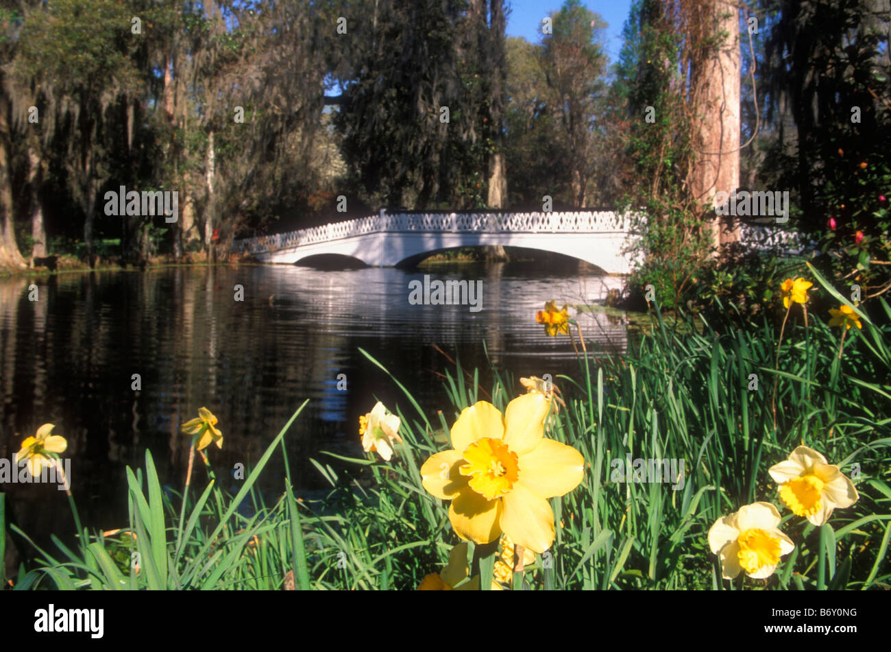 Magnolia Gardens Magnolia Plantation Charleston South Carolina