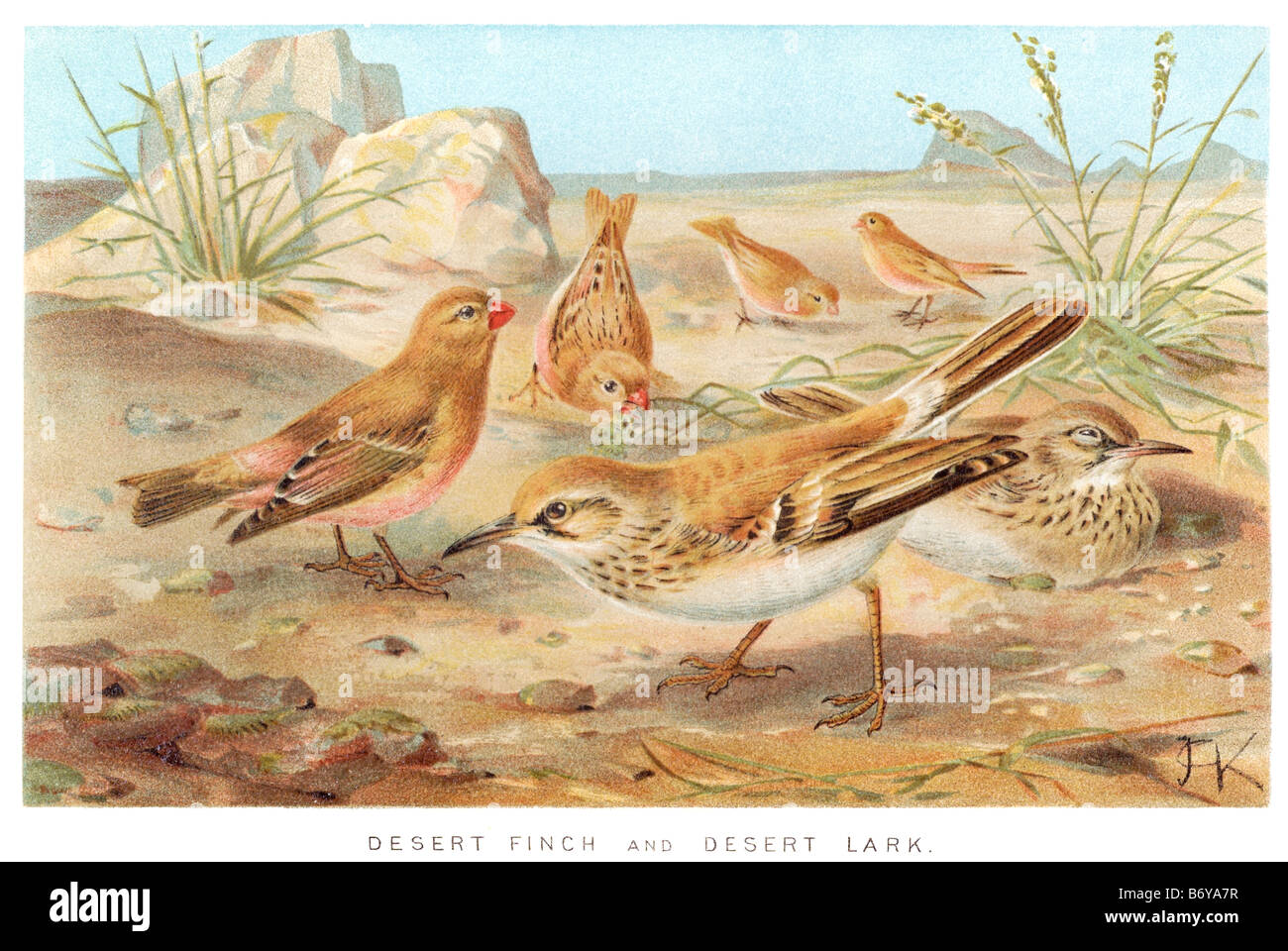 Wüste Finch Lerche Finken sind passerine Vögel, oft Samen essen, vor allem in der nördlichen Hemisphäre und Afrika gefunden. Ein subfam Stockfoto