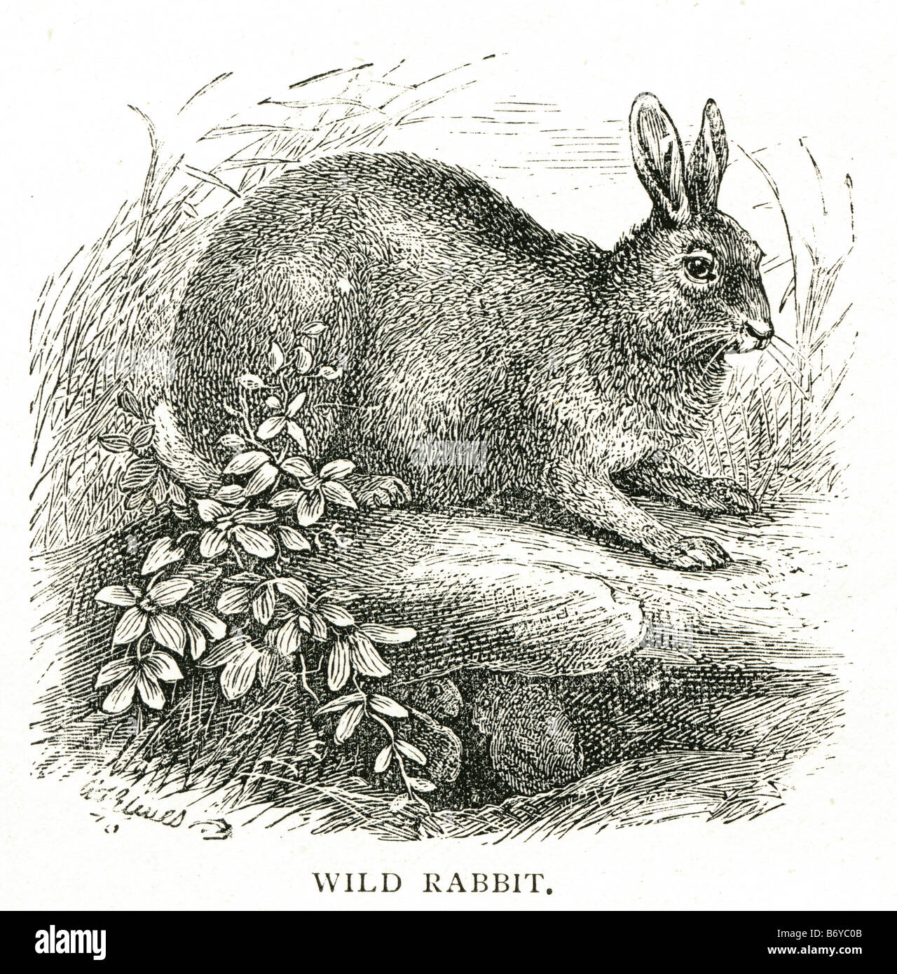 Wildkaninchen Leporidae Lagomorpha Säugetier Oryctolagus Cuniculus Gattung Sylvilagus Stockfoto