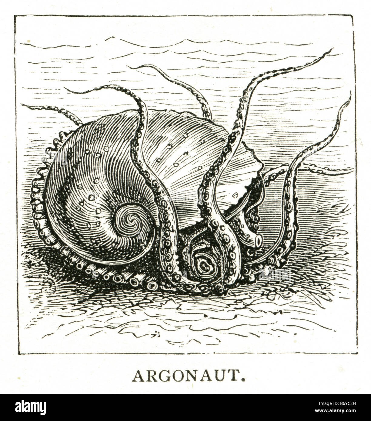 Argonaut Argonauta Argonautidae pelagische Krake Nautilusse hauchdünne eggcase Stockfoto