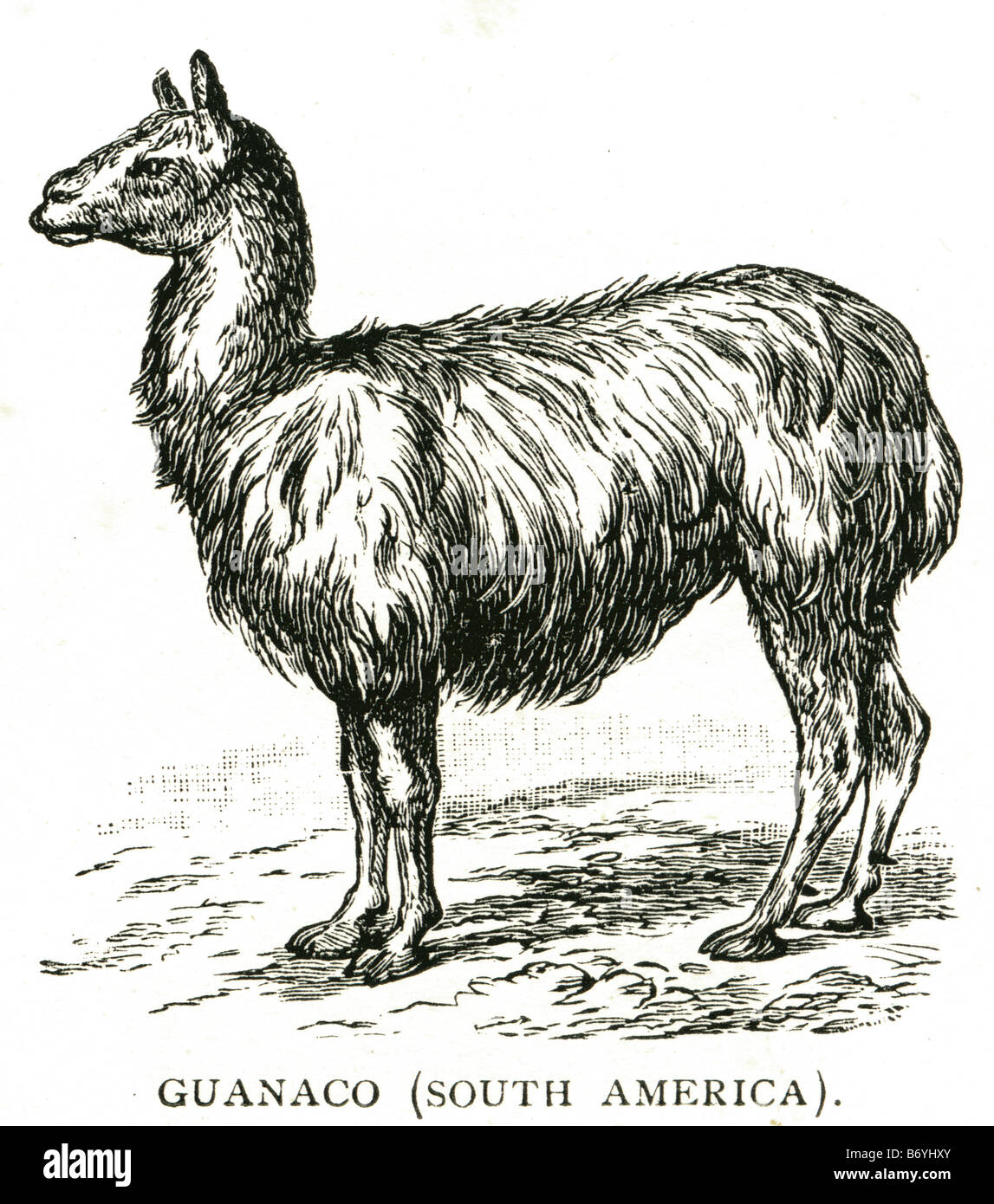 Guanako Südamerika Lama Guanicoe Kameliden Tiere Südamerika leicht braun dunkel Zimt Stockfoto