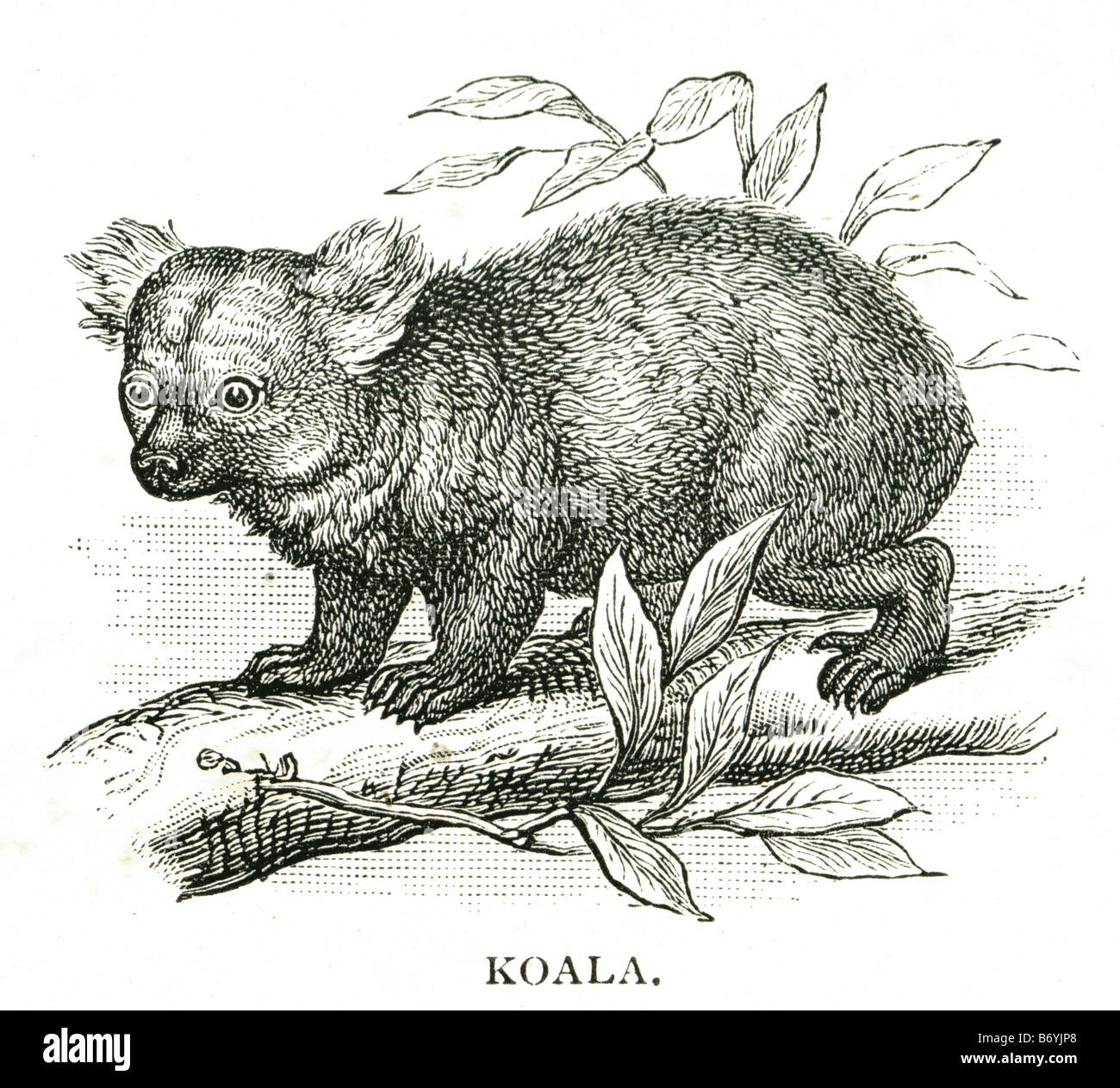Koala Phascolarctos Cinereus arboreal Beuteltiere Pflanzenfresser native Australien Phascolarctidae Stockfoto