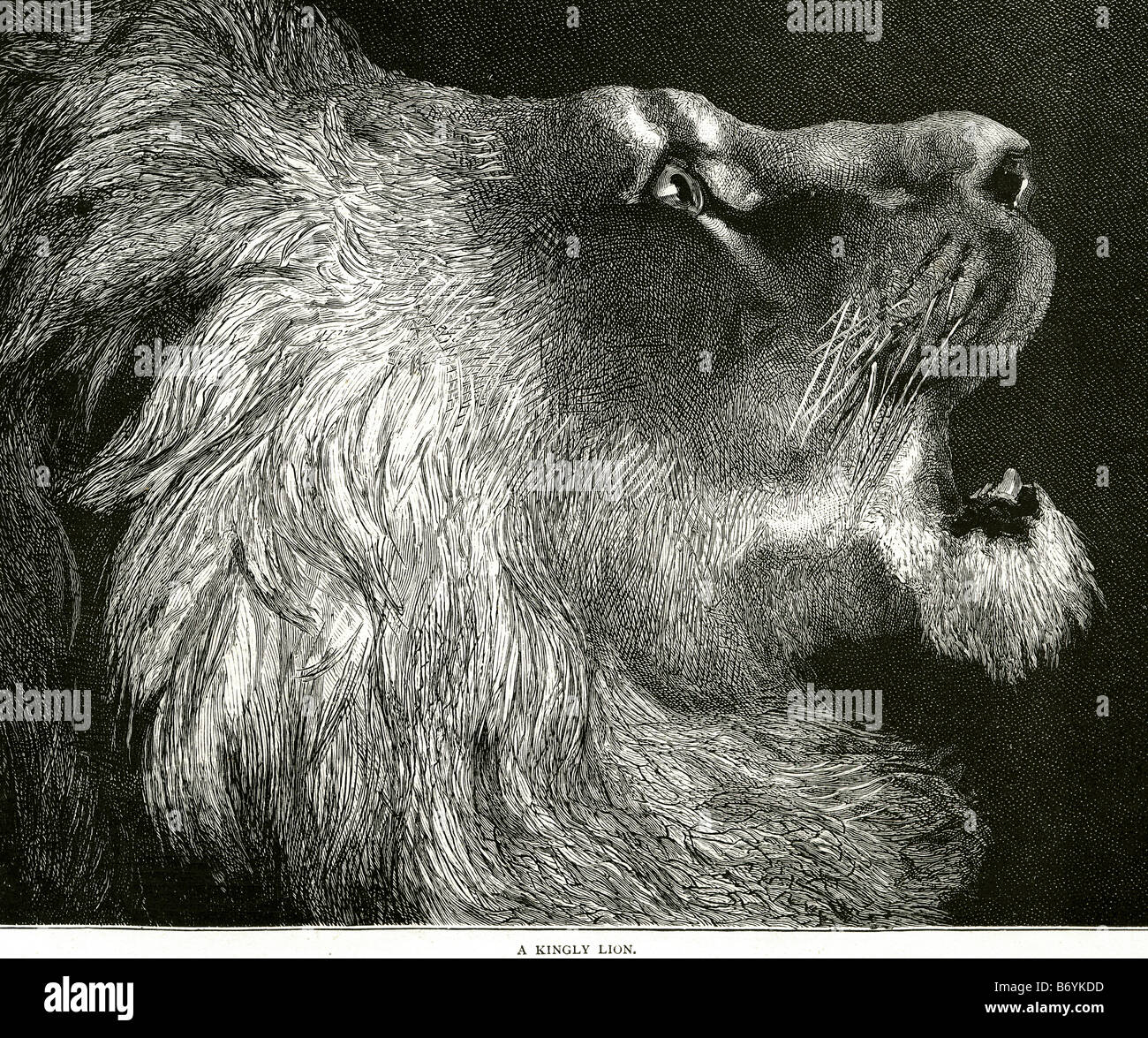 Königliche Löwe König Panthera Leo Felidae Panthera wilde Afrika südlich der Sahara Stockfoto