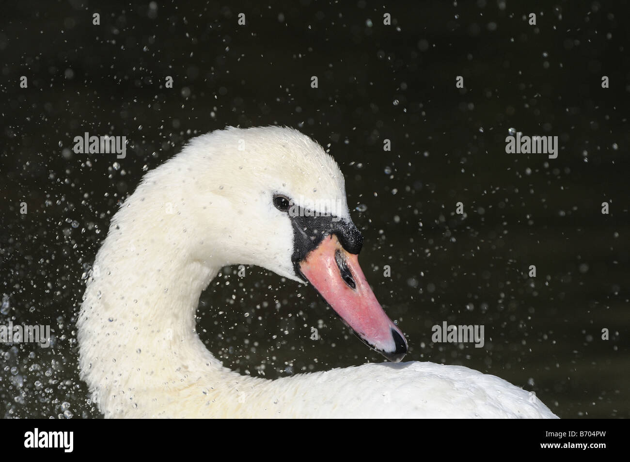 Höckerschwan Cygnus Olor Nahaufnahme von Kopf und Hals Spritzen waschen Spray Oxfordshire UK Stockfoto