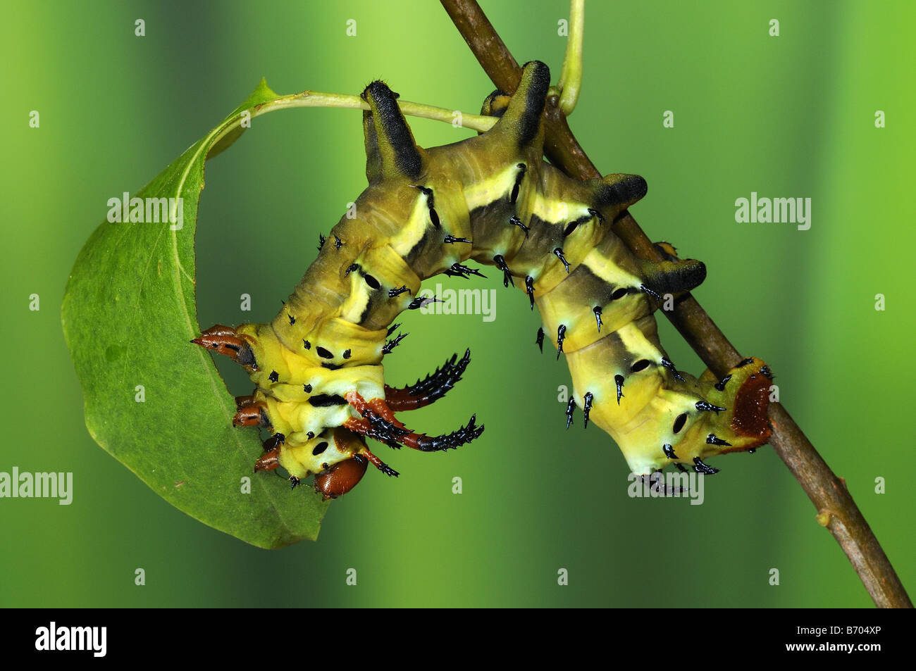 Königliche Silkmoth Citheronia Regalis abschließenden Instar Larve Fütterung auf lila Blatt Nachzuchten Stockfoto