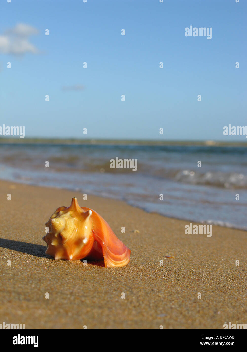 Sea Shell, Strombus pugilis über den Sand und marine Hintergrund. Punto Fijo Falcon State Venezuela Stockfoto