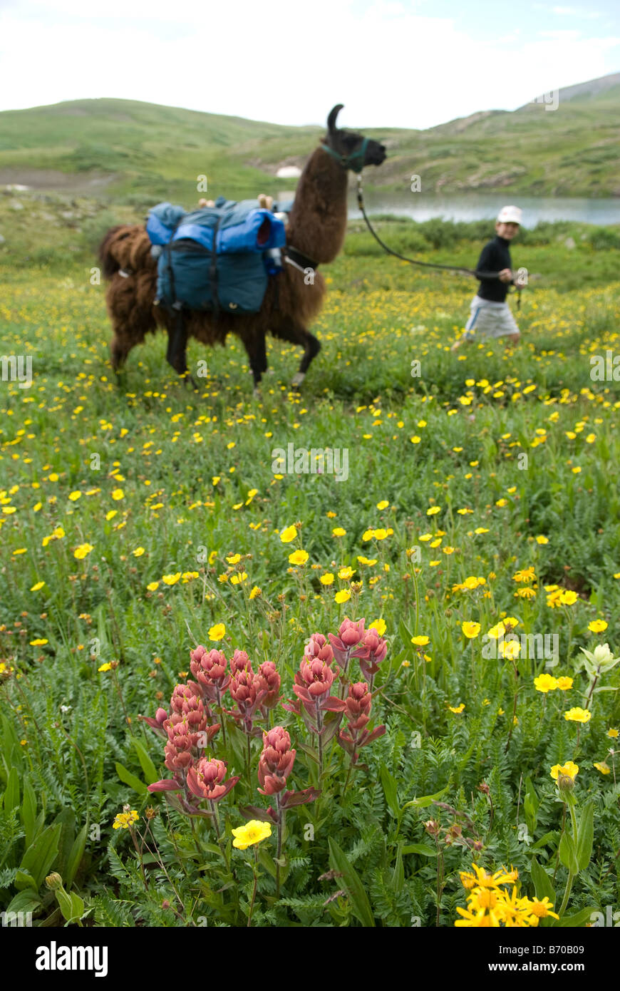 Junge Wandern mit Lamas, Highland Mary Seen, San Juan National Forest, Colorado. Stockfoto