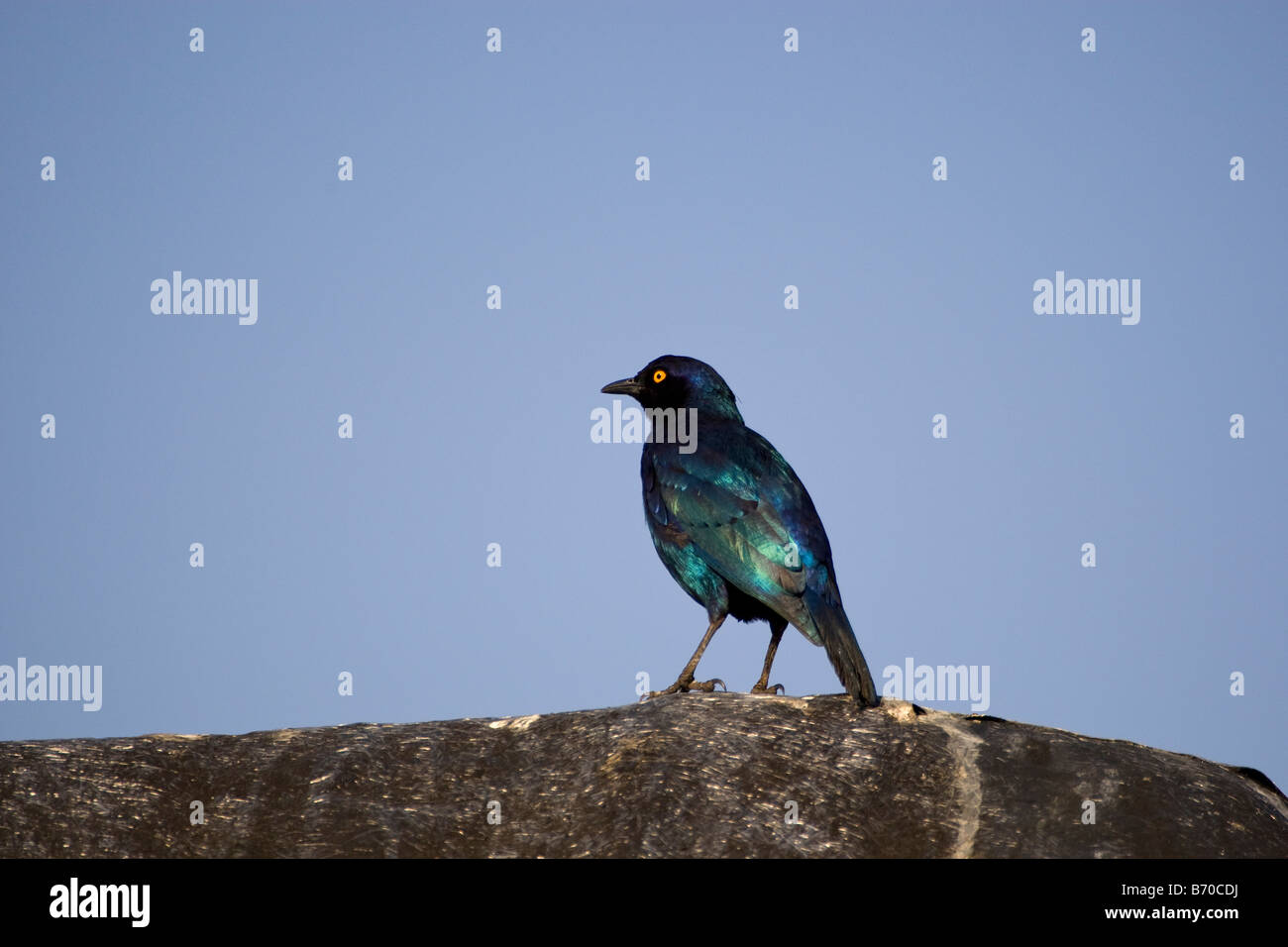 Kap-glänzend Starling auf Dach, Vingerklip, Namibia Stockfoto