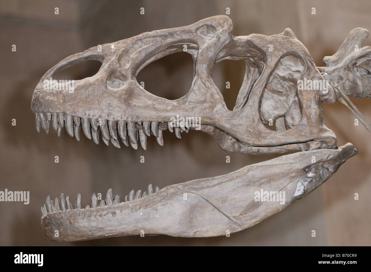Schädel von einem Allosaurus Dinosaurier ein Fleischfresser Stockfoto