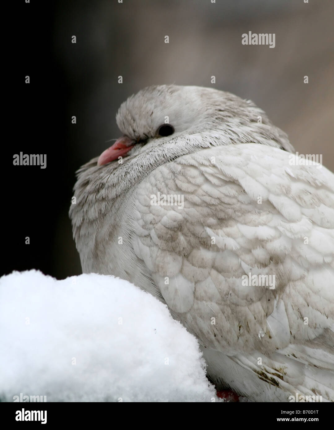 weiße Taube im Winter sitzen im Schnee Stockfotografie Alamy weiße Taube im Winter sitzen im Schnee Stockfotografie Alamy