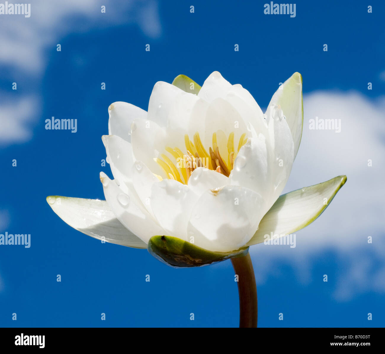 Weiße Seerose über blauen Wolkenhimmel Stockfoto