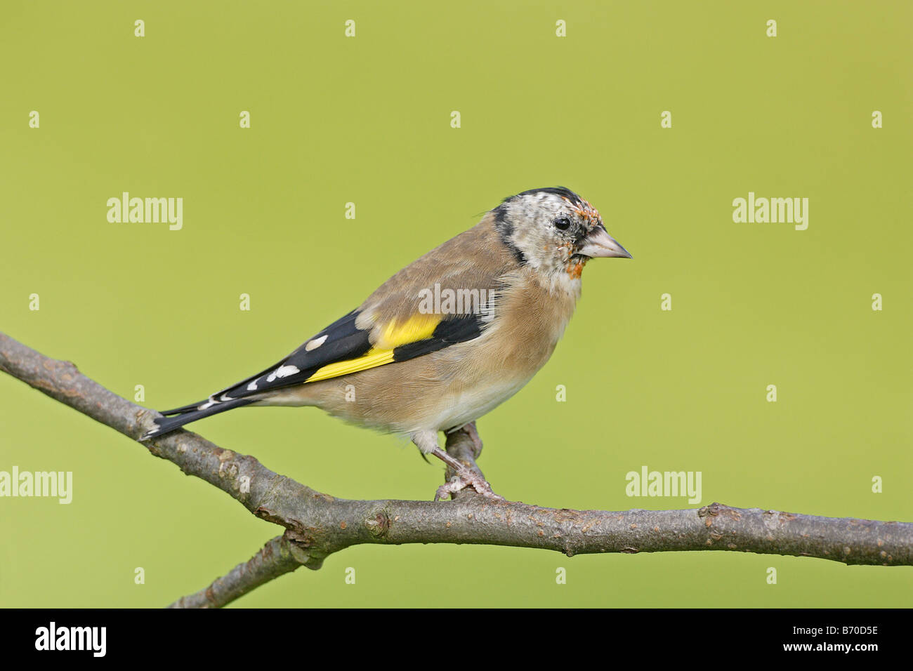 Juvenile Europäische Goldfinch Stockfoto