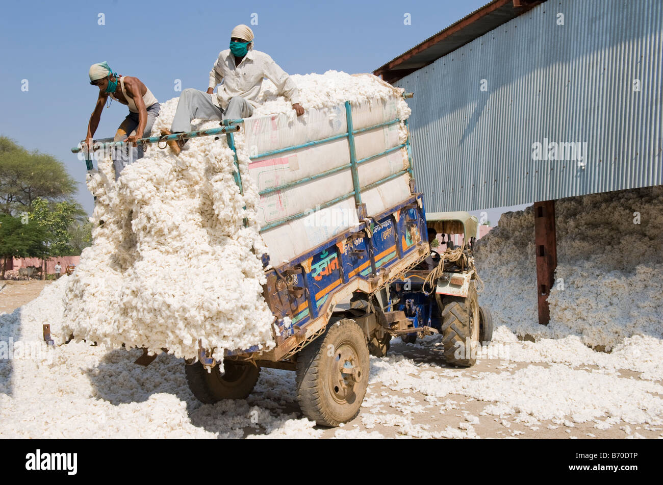 Mahima Entkörnung Fabrik für Fairtrade und Bio-Baumwolle, Landwirt, Indore, Madhya Pradesh, Indien liefern Rohbaumwolle mit Traktor Stockfoto