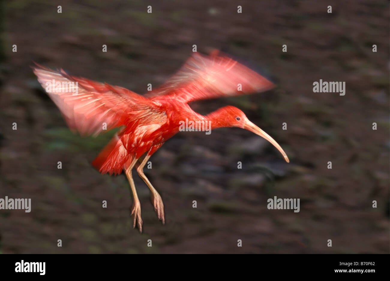 Suriname, Matapica Nationalpark, Scarlet Ibis fliegen (Eudocimus Ruber). Stockfoto