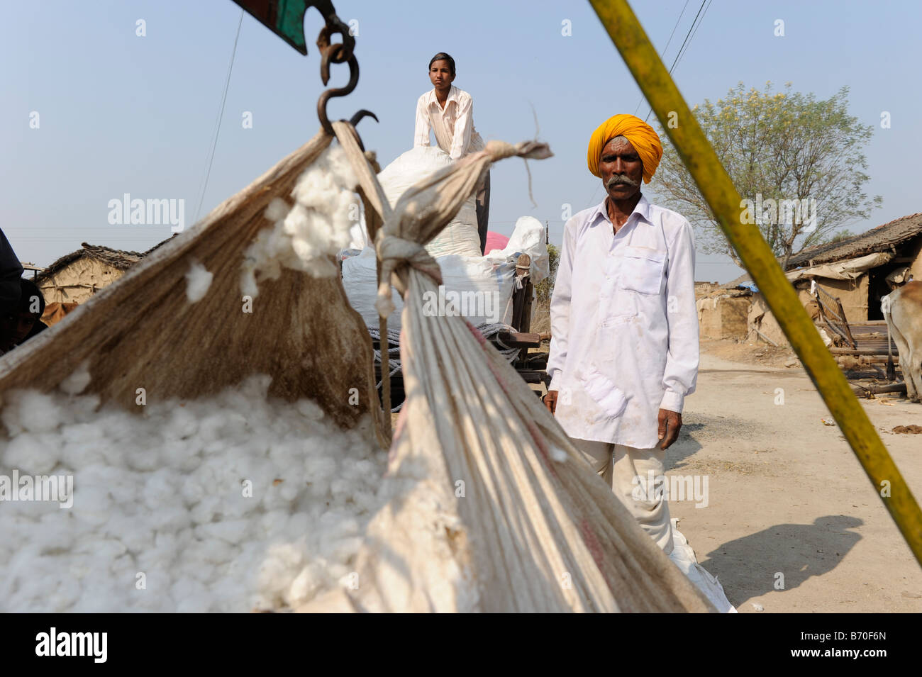 Indien Nimad, Landwirt verkaufen genetisch Bt Baumwolle Ertrag zu Händler geändert Geld seine Schulden bezahlen, um Stockfoto
