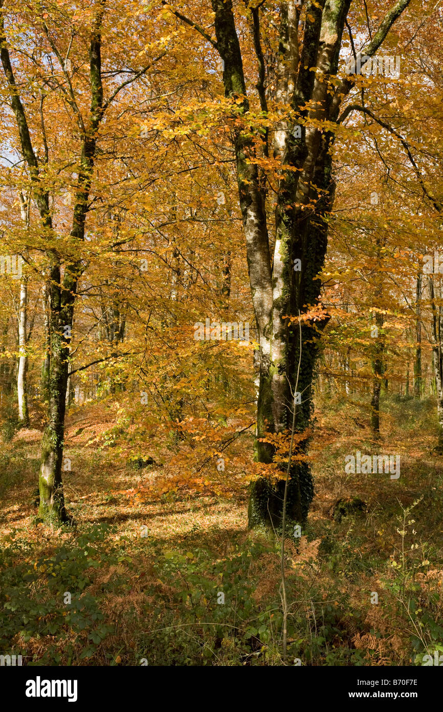 Buche auf Leball Holz Herbst Cornwall Stockfoto