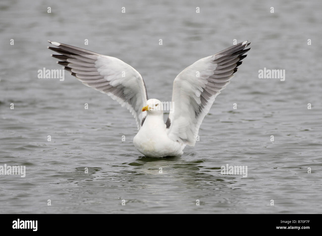 Weniger schwarz-unterstützte Möve ausziehen Stockfoto