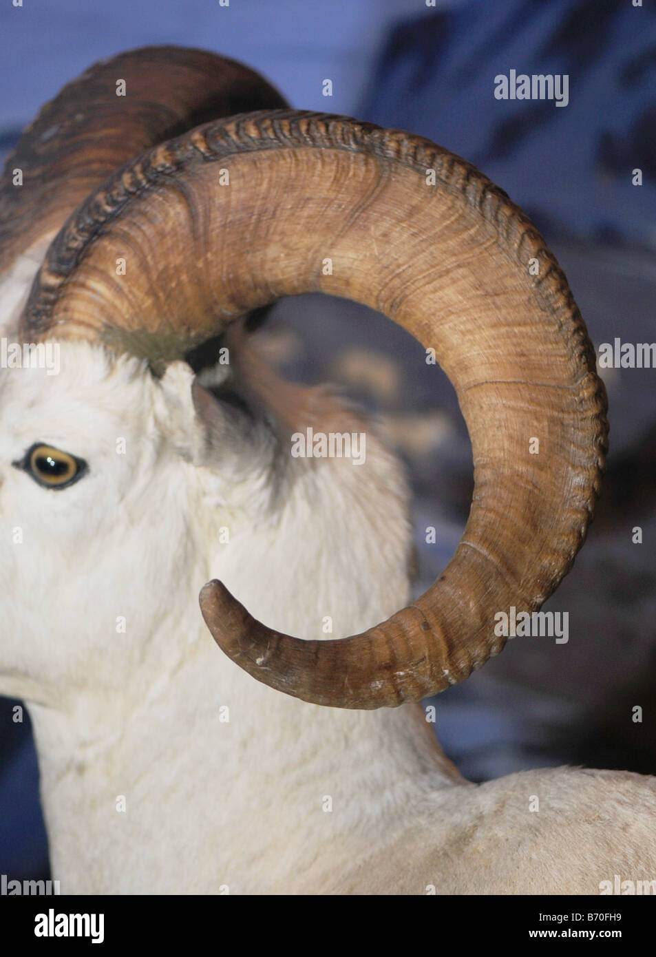 spiralförmige Hörner des Bighorn-Schafe Stockfoto