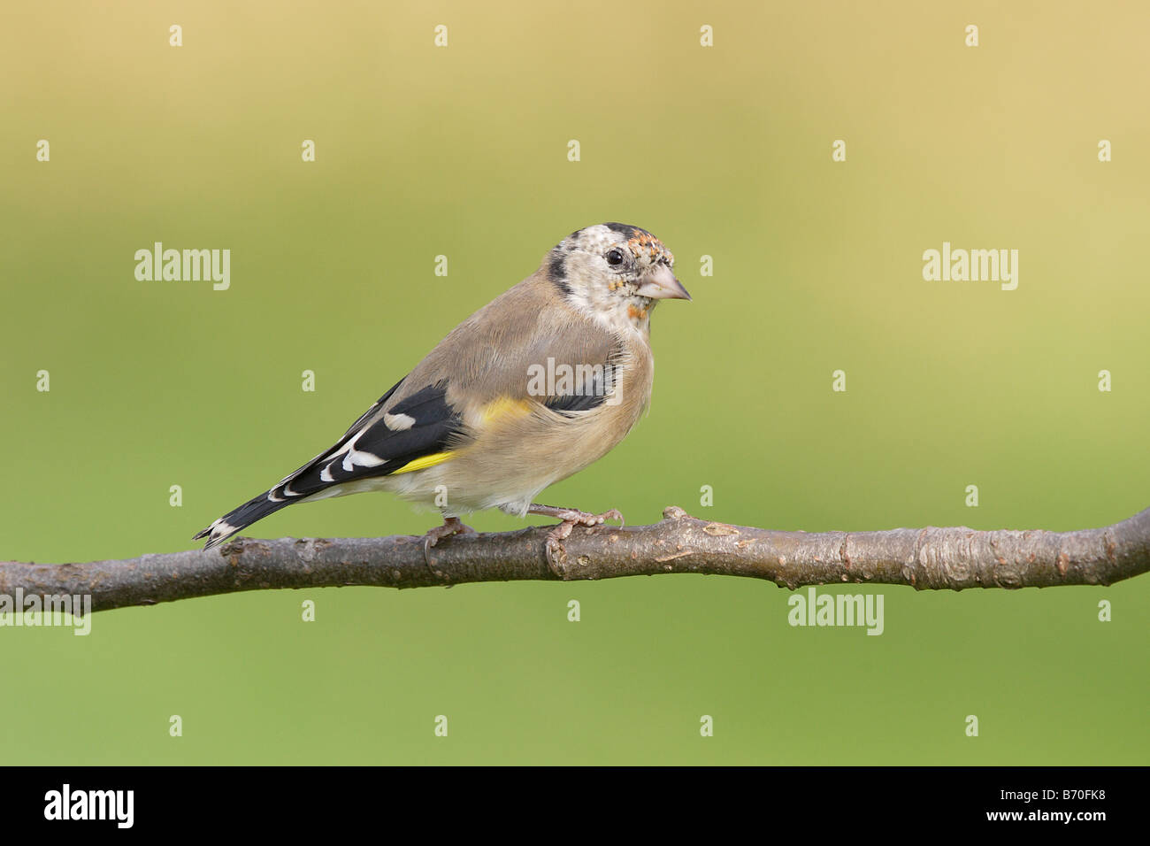 Juvenile Europäische Goldfinch Stockfoto