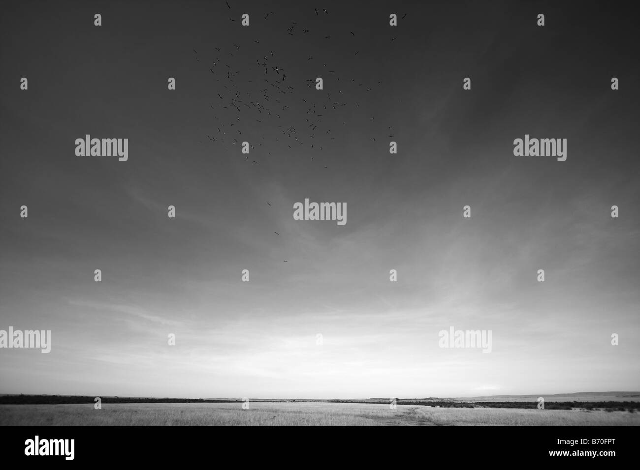 Geier kreisen über die Masai Mara, Kenia Stockfoto