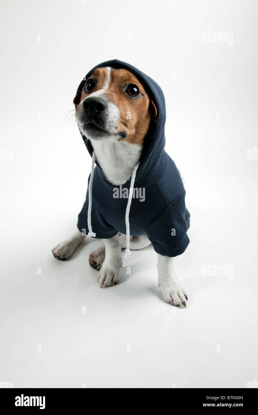 Einen Hoodie umarmen: ein Studio Bild einen kleinen süßen Hund trägt einen Haustier Zubehör Hoodie! Stockfoto