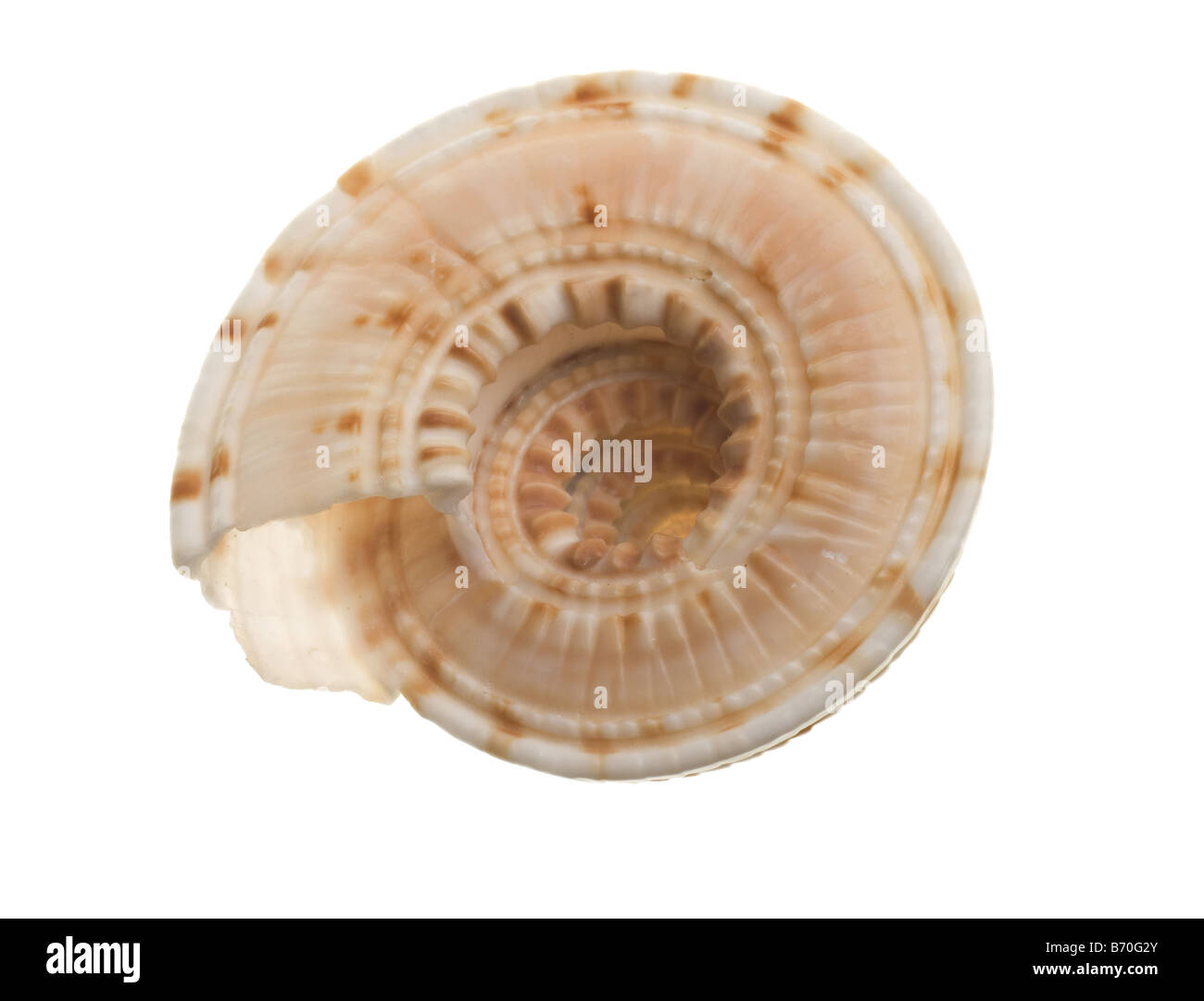 Seashell isoliert auf weißem Hintergrund Stockfoto