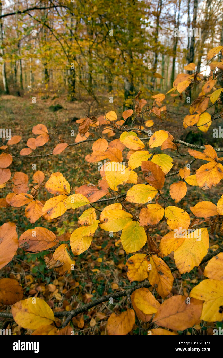 Herbstfärbung bei Leball Holz cornwall Stockfoto