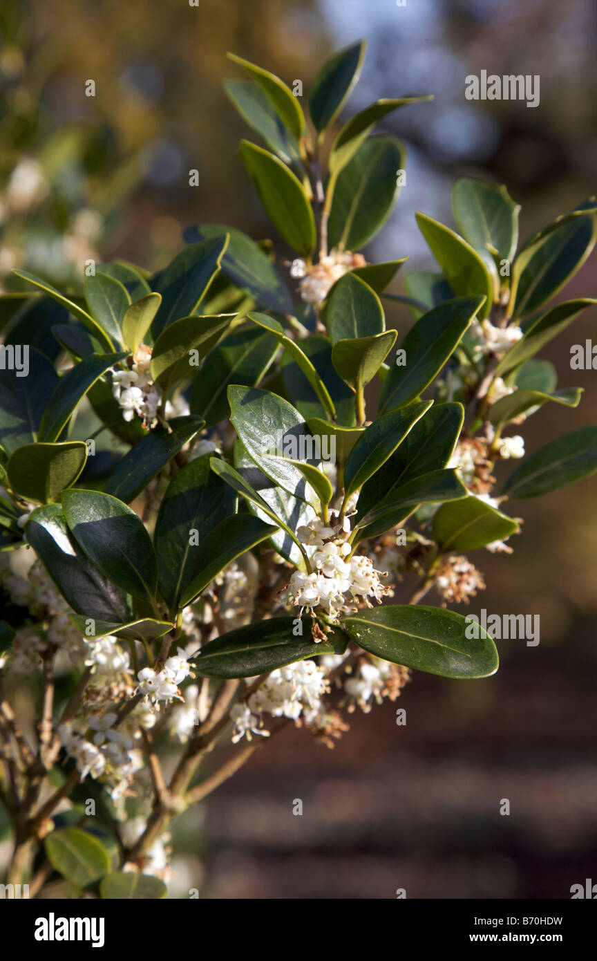 Osmanthus Heterophyllus Gulftide Strauch im Herbst Stockfoto
