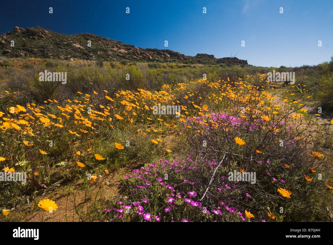 Karoo Stockfoto