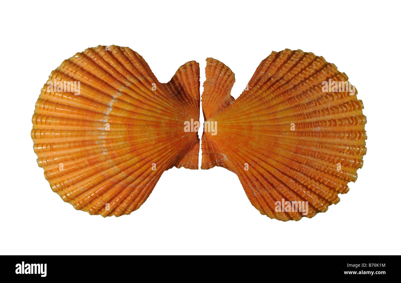 Lackierte Jakobsmuschel Chlamys bekleidet Nobilis Familie Kammmuscheln aus Japan Stockfoto