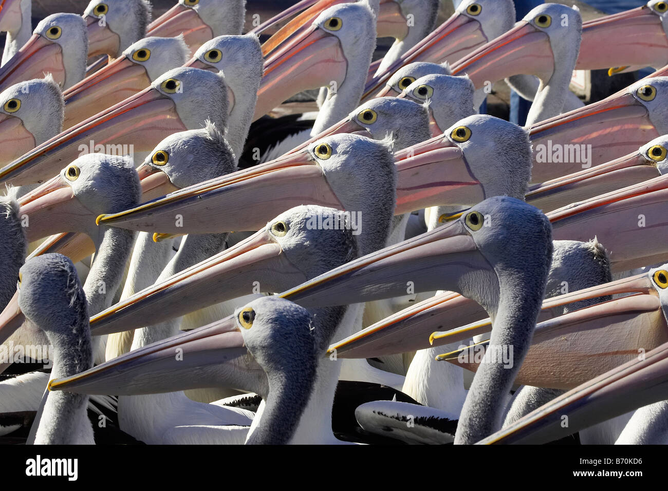 Australische Pelikane Pelecanus Conspicillatus in der Eingang New South Wales Australien Stockfoto